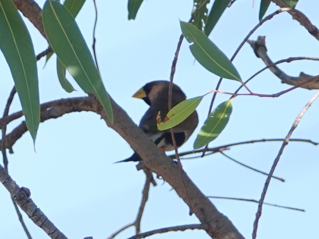 Masked Finch (Masked) - ML642901744