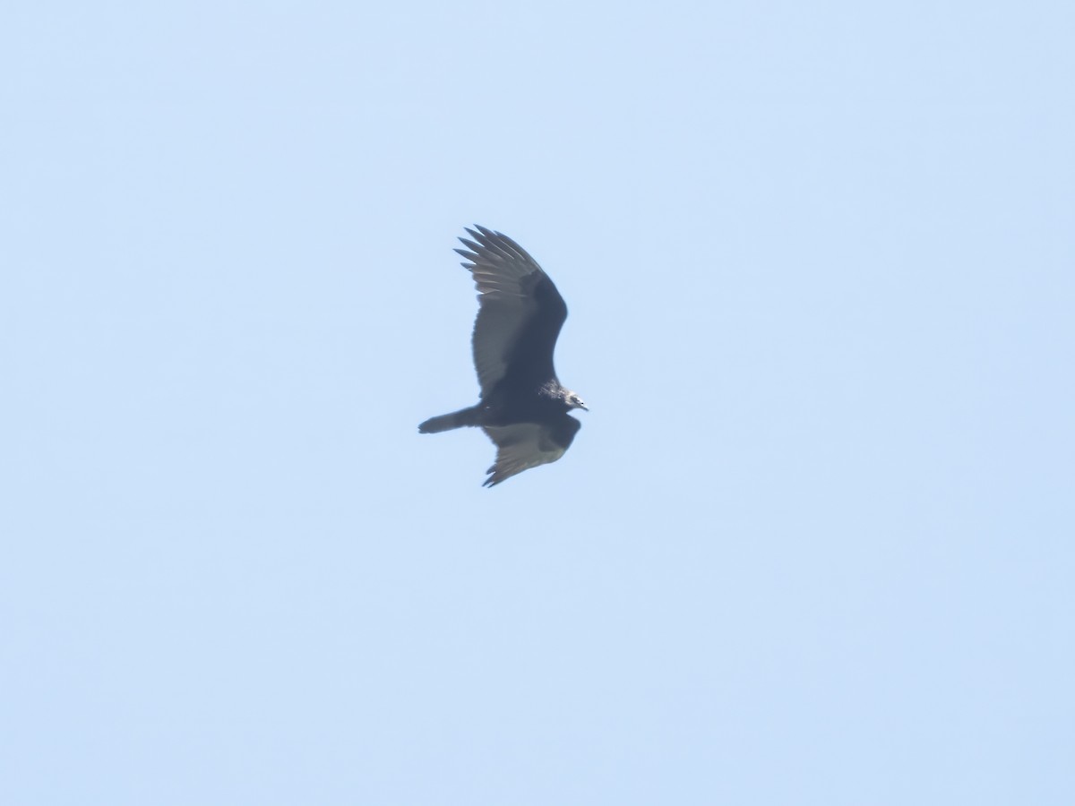 Turkey Vulture - ML642901749