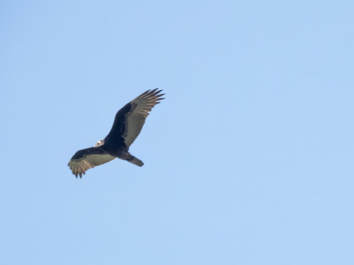 Turkey Vulture - ML642901750