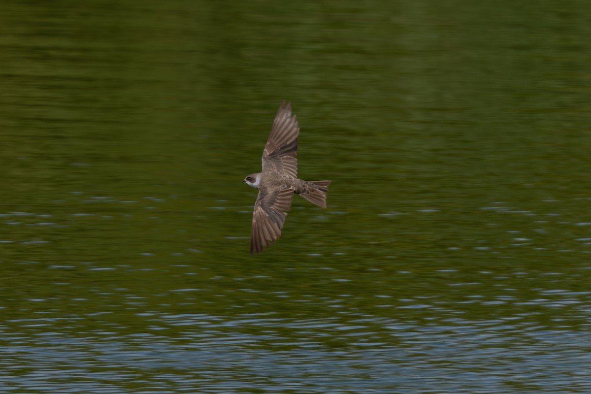 Bank Swallow - ML642901765