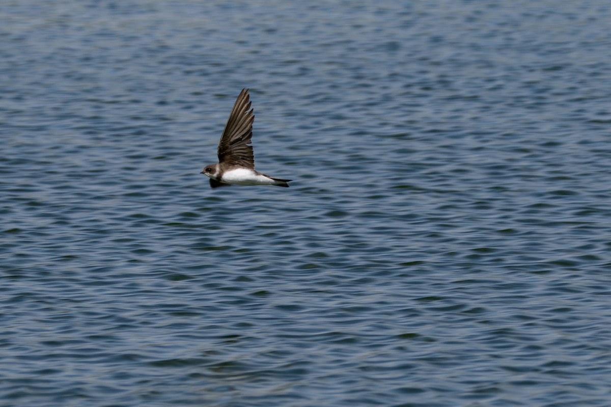 Bank Swallow - ML642901766
