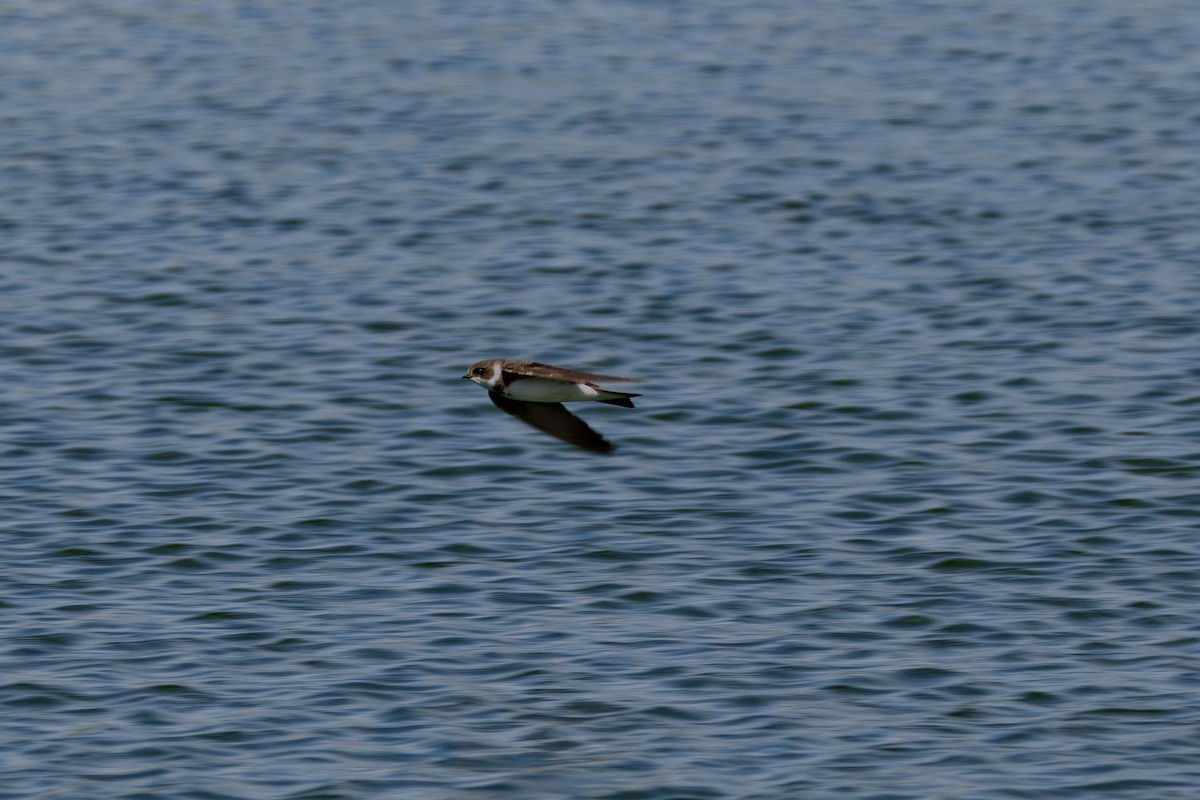 Bank Swallow - ML642901767