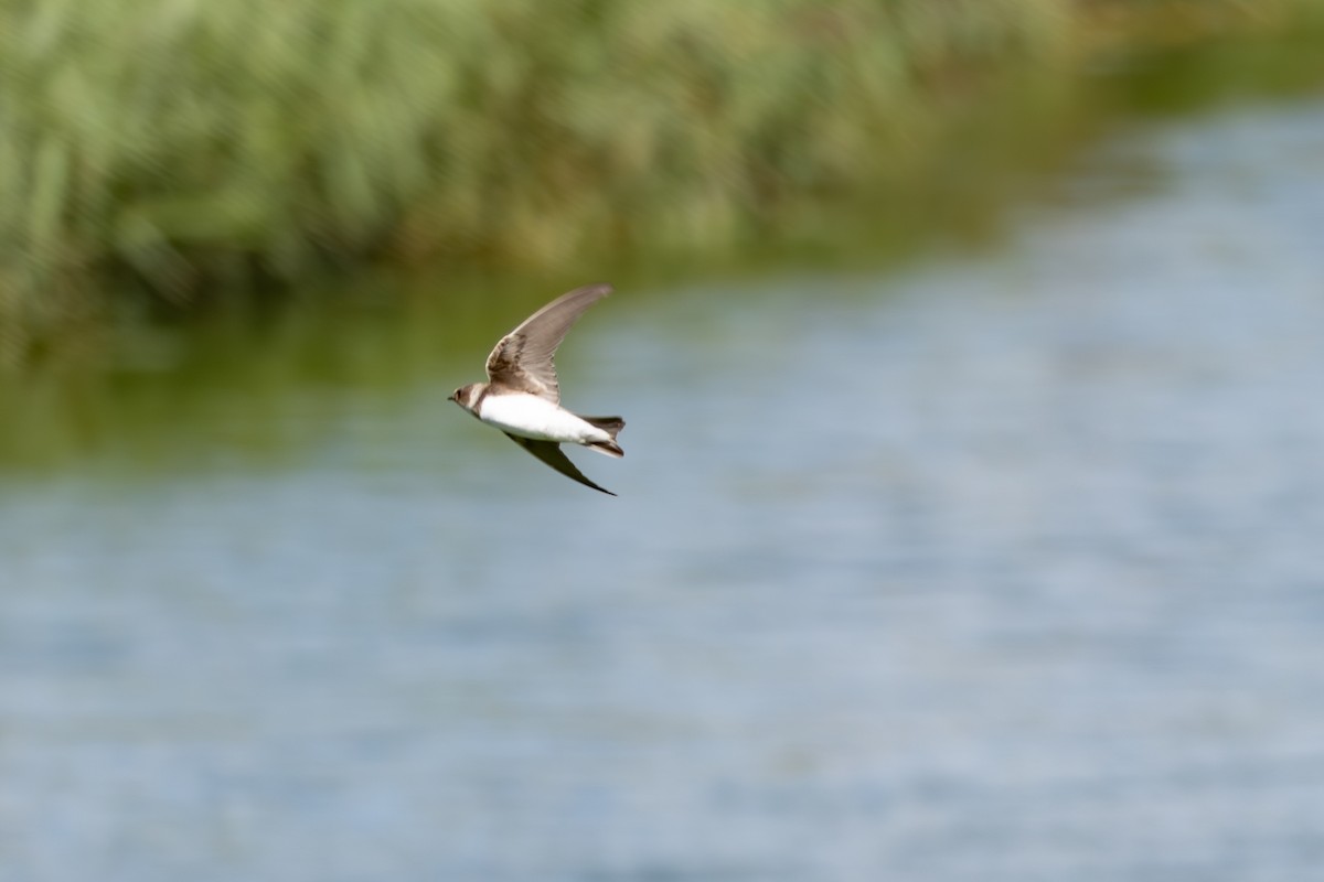 Bank Swallow - ML642901768