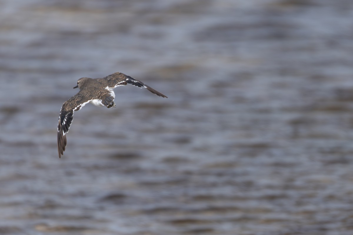 Common Sandpiper - ML642901769