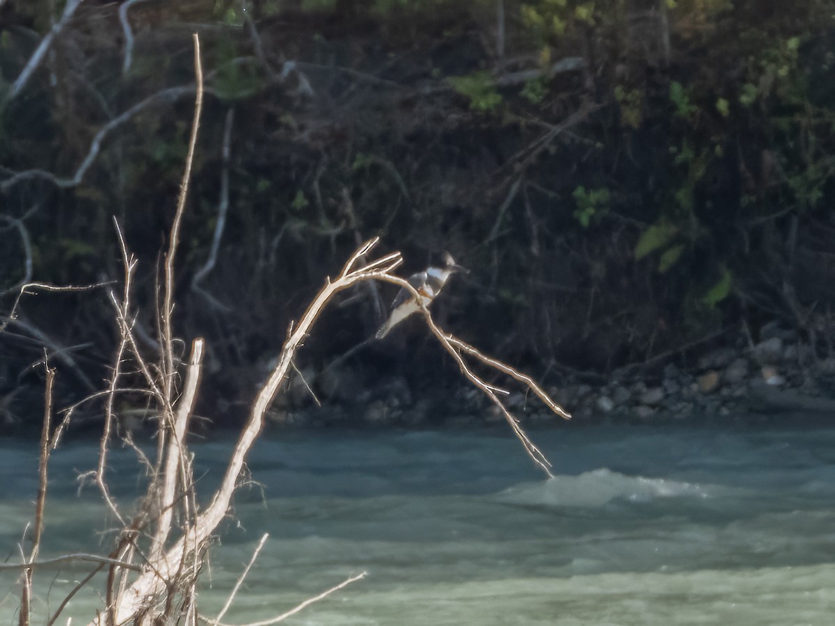 Belted Kingfisher - ML642901771