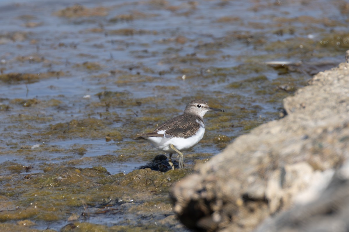 Common Sandpiper - ML642901777
