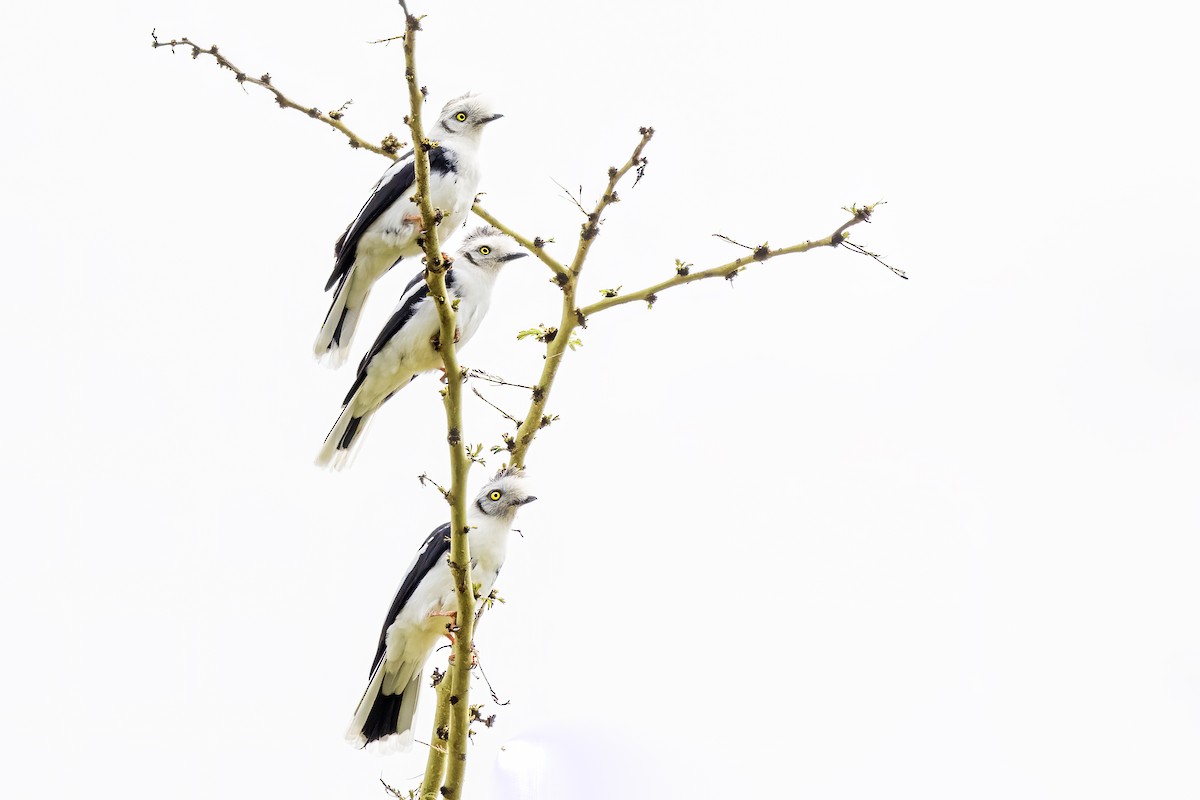 Gray-crested Helmetshrike - ML642901786