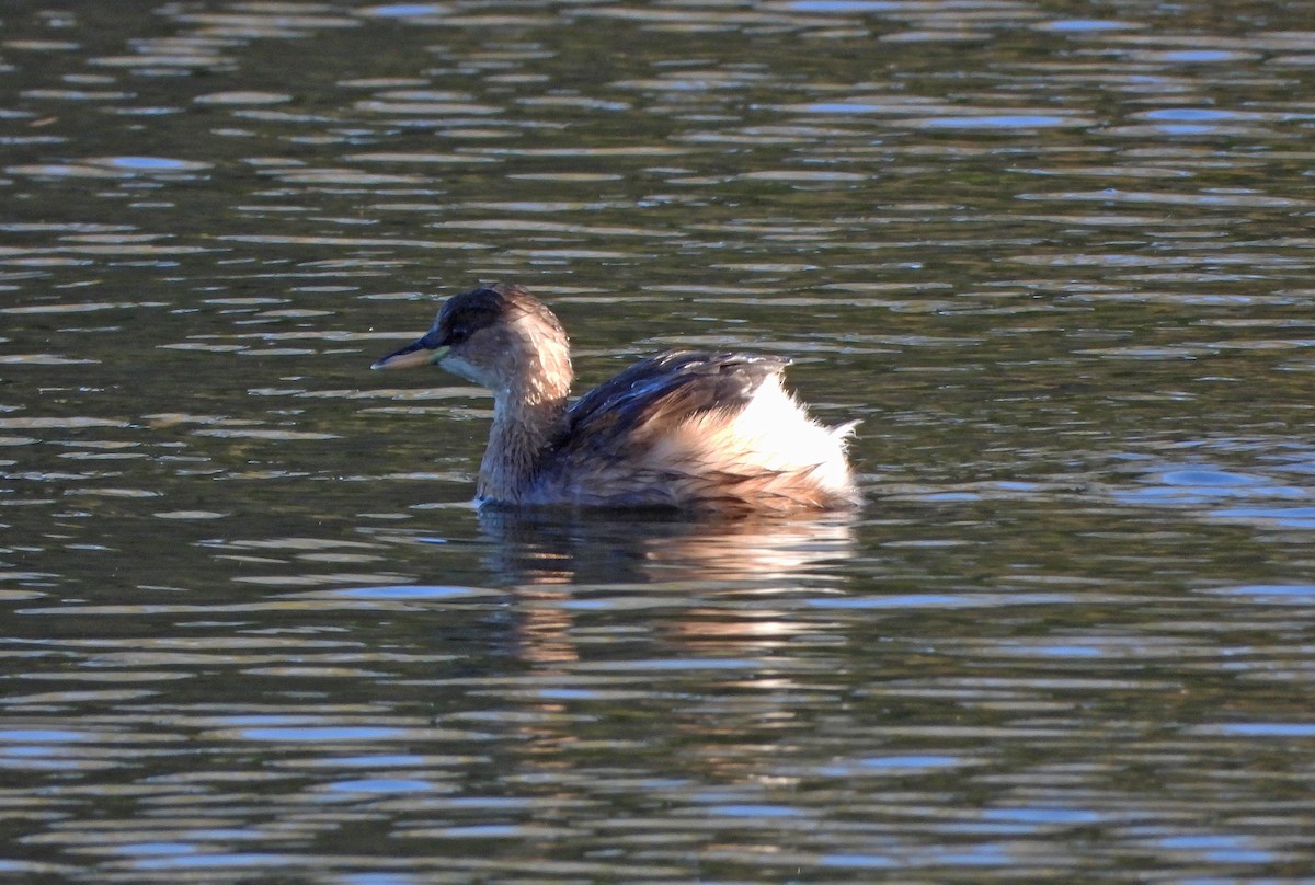 Little Grebe - ML642901789