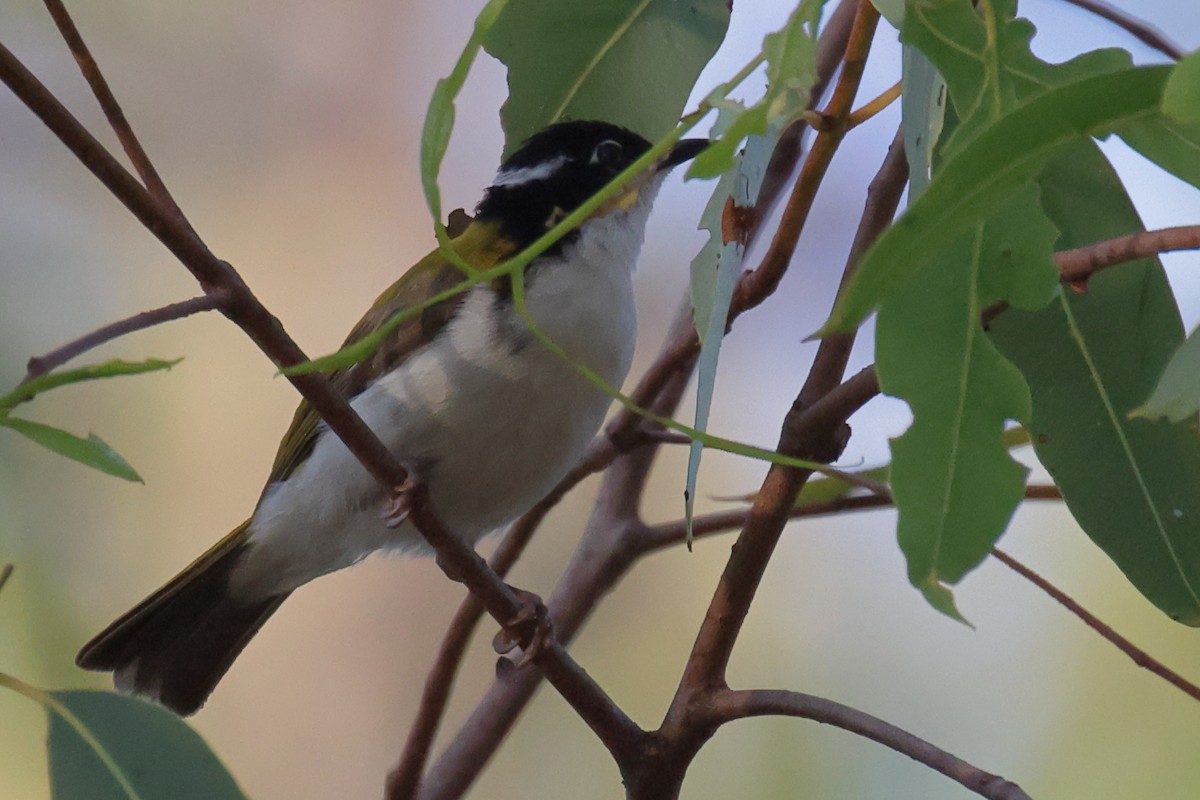 White-throated Honeyeater - ML642901792