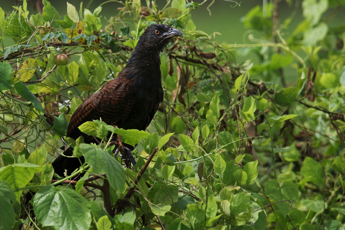 Greater Coucal (Greater) - ML642901798