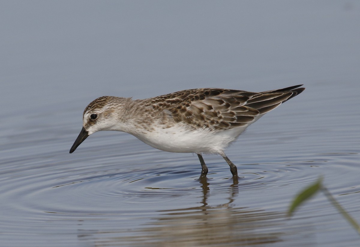 Semipalmated Sandpiper - ML642901804