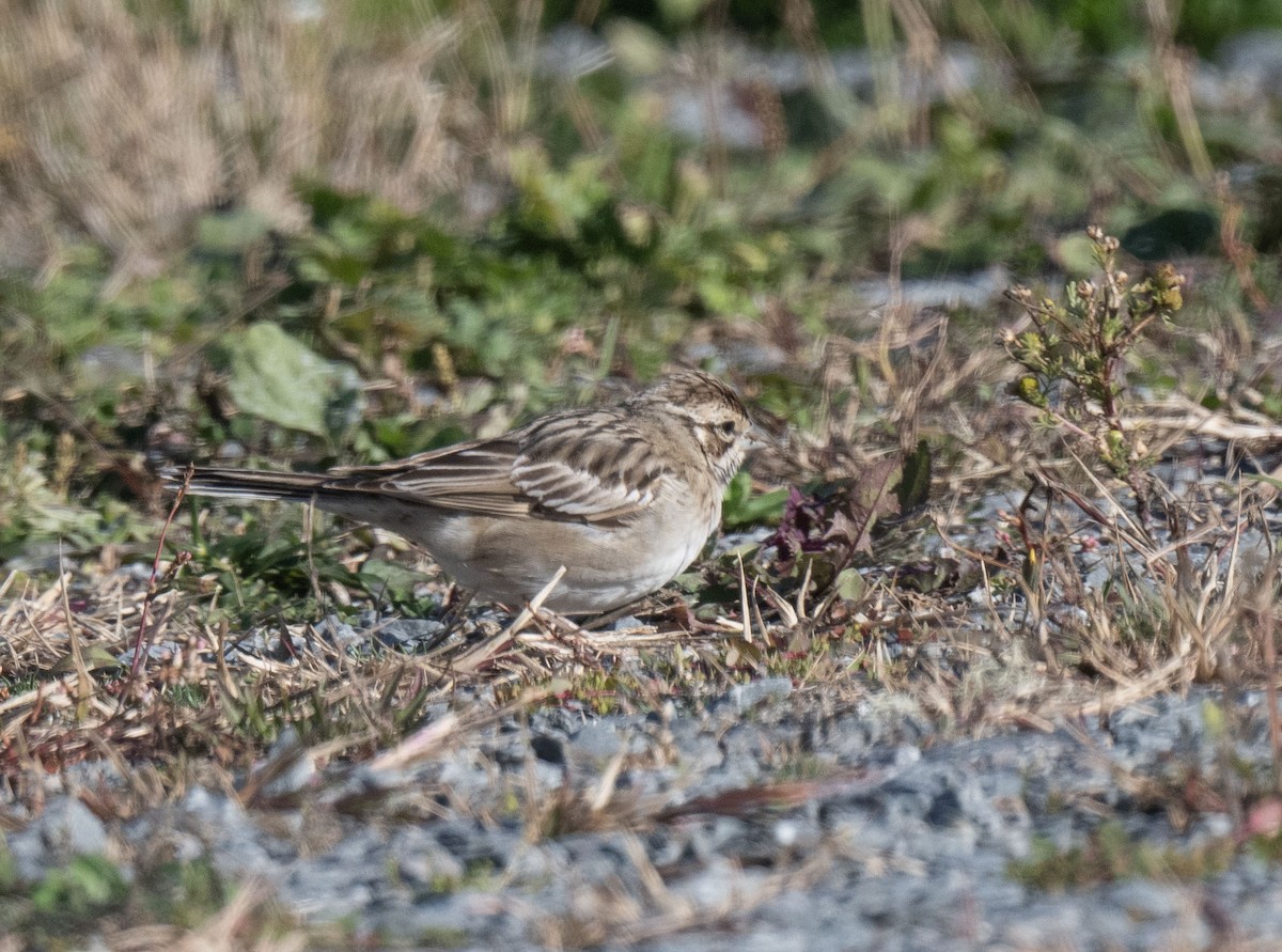 Lark Sparrow - ML642901812