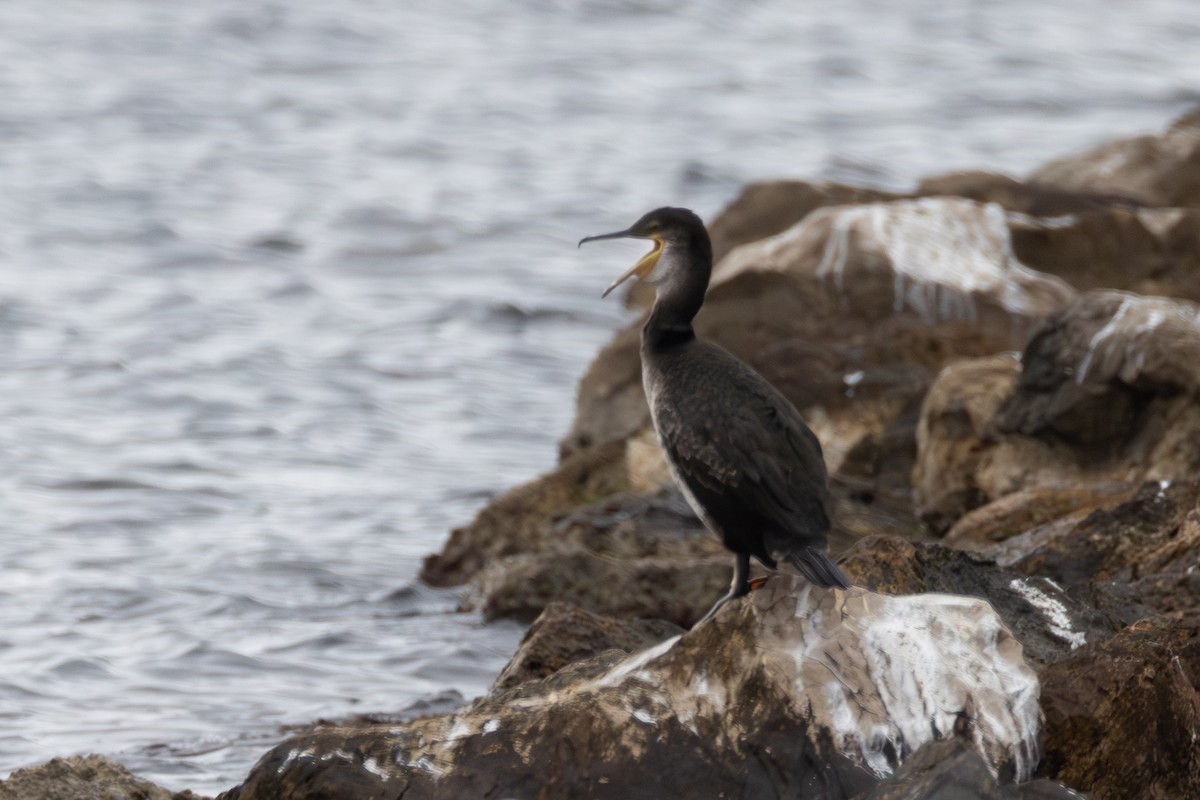 European Shag - ML642901813