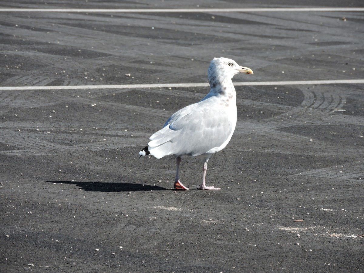 American Herring Gull - ML642901821