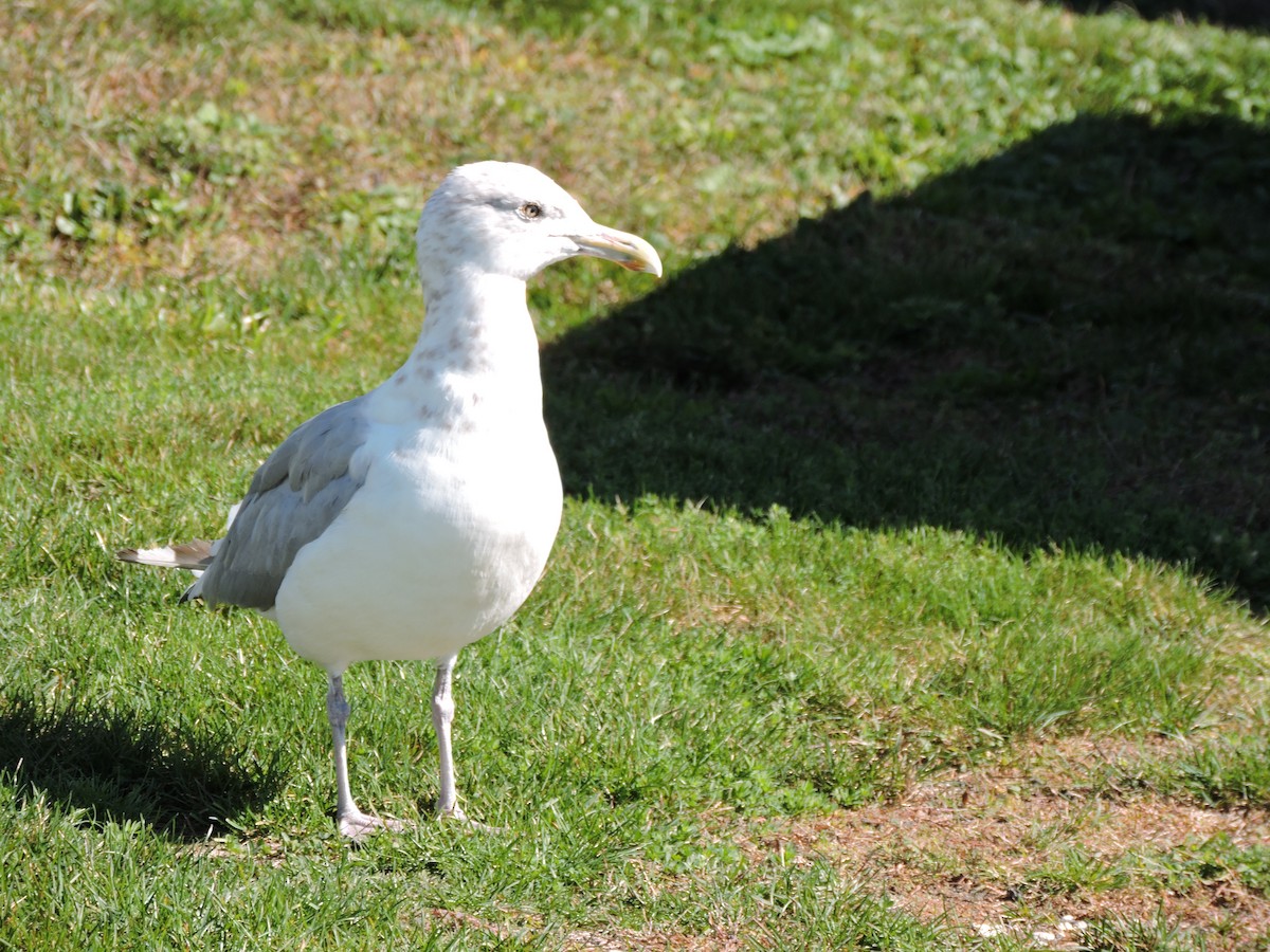 American Herring Gull - ML642901825