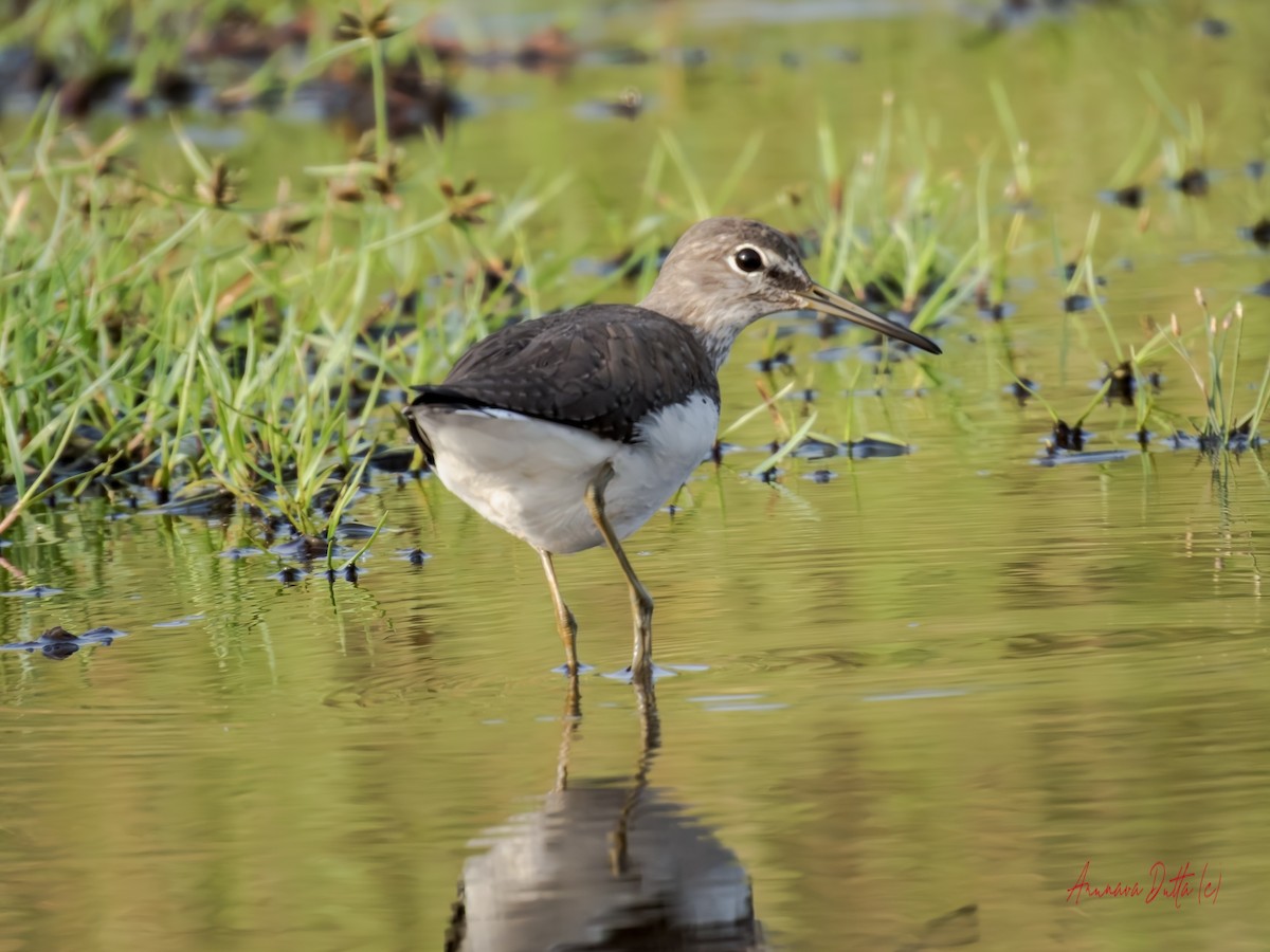 Waldwasserläufer - ML642901827