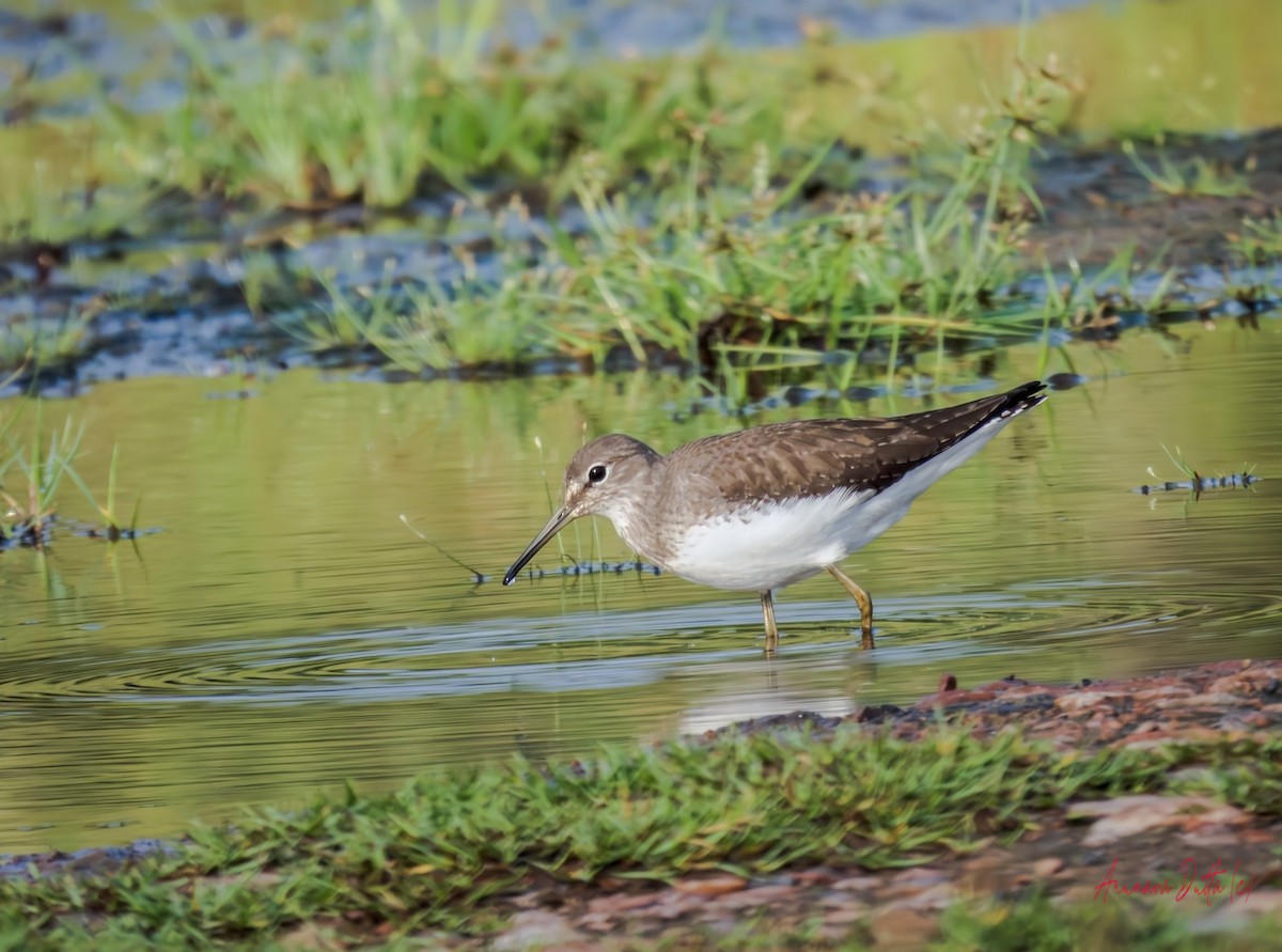 Waldwasserläufer - ML642901828