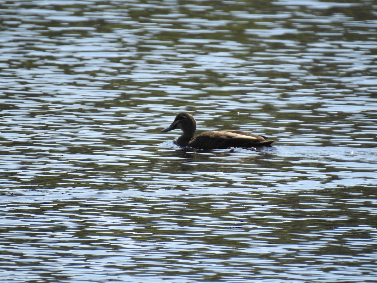 Pacific Black Duck - ML642901829