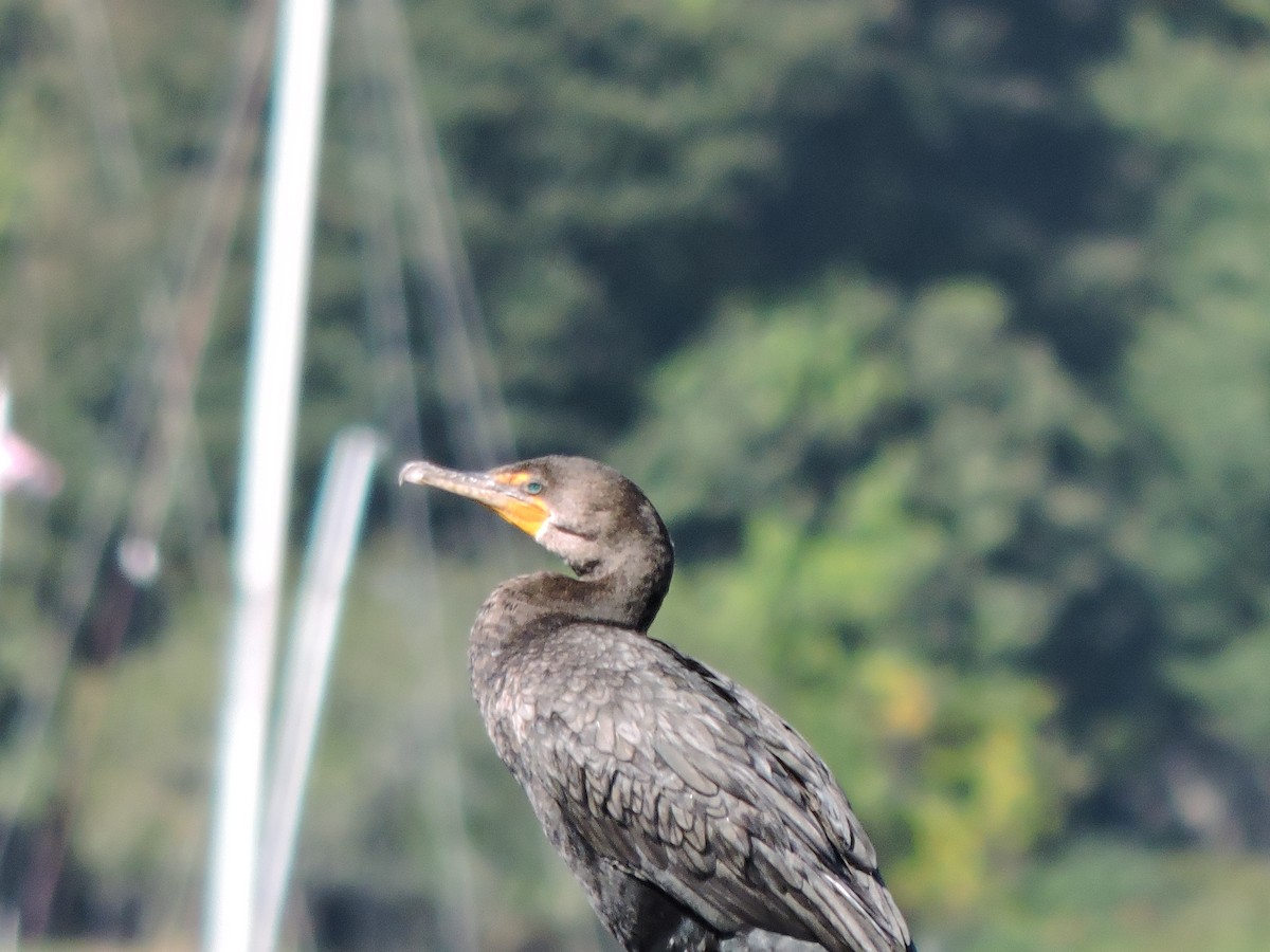 Double-crested Cormorant - ML642901832