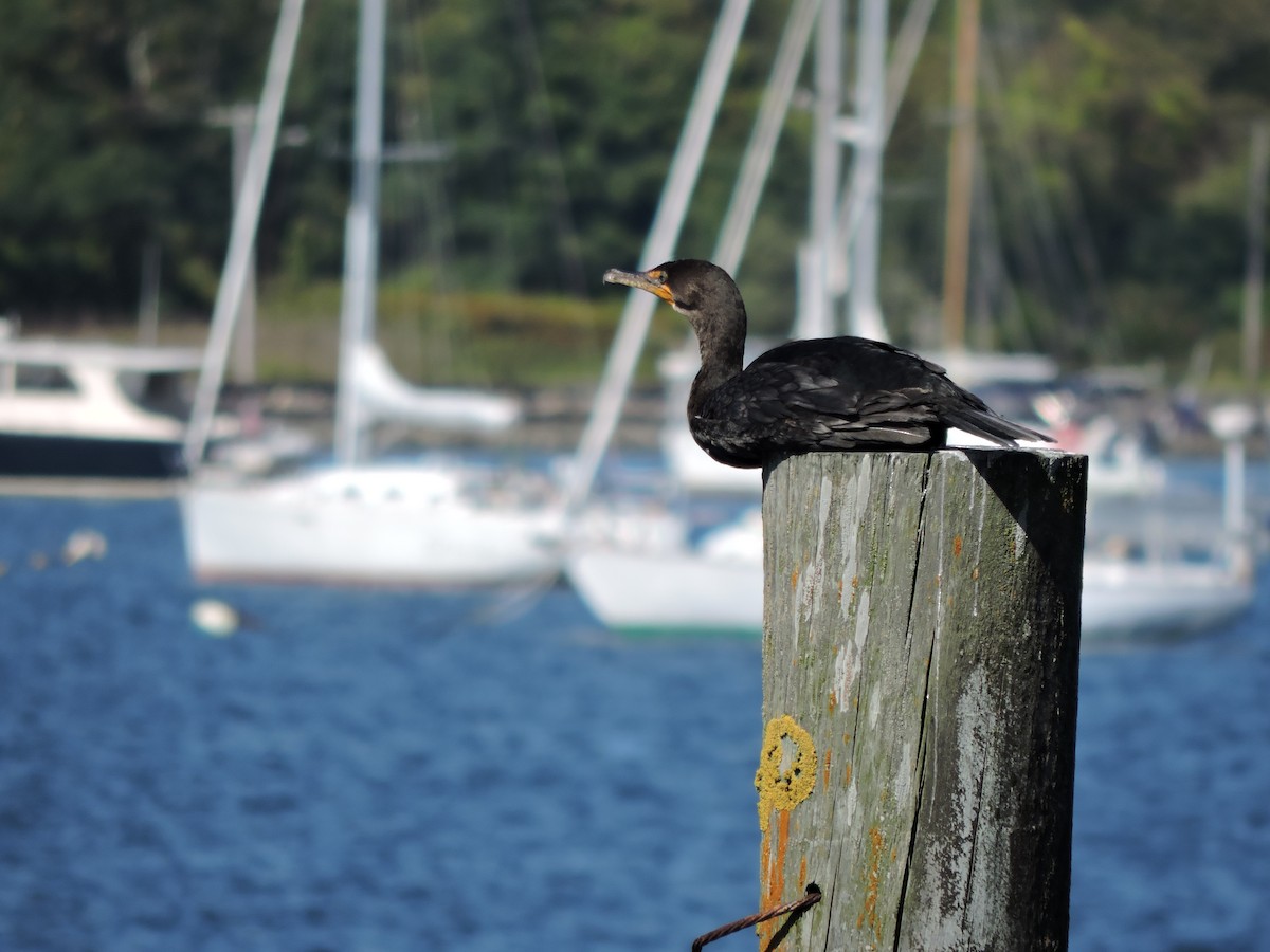 Double-crested Cormorant - ML642901834
