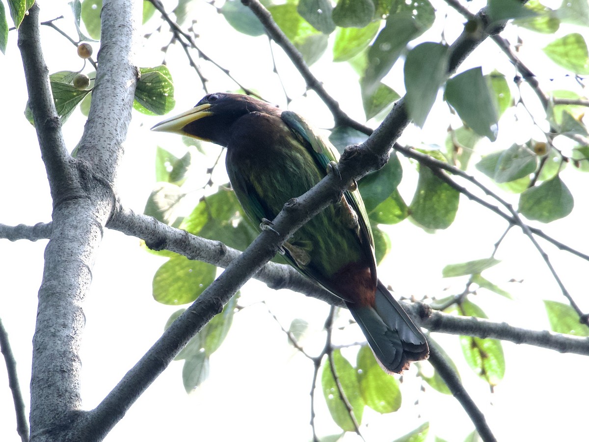 Great Barbet - ML642901836