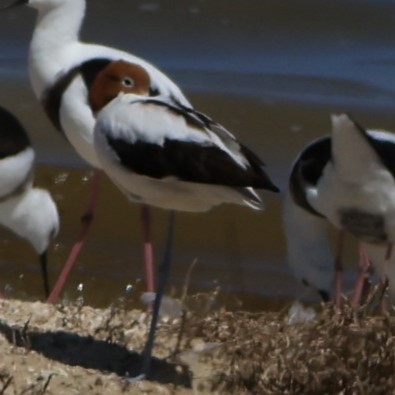 Red-necked Avocet - ML642901838