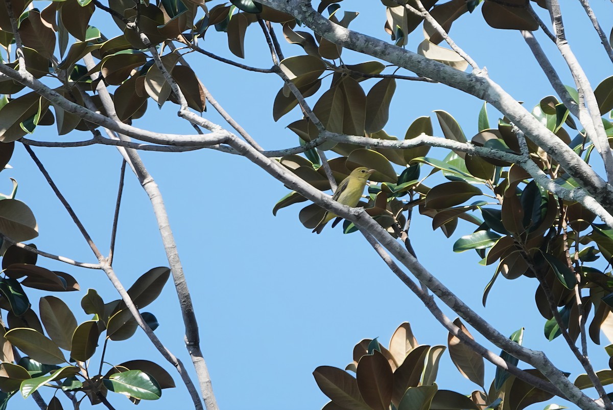 Scarlet Tanager - ML642901841