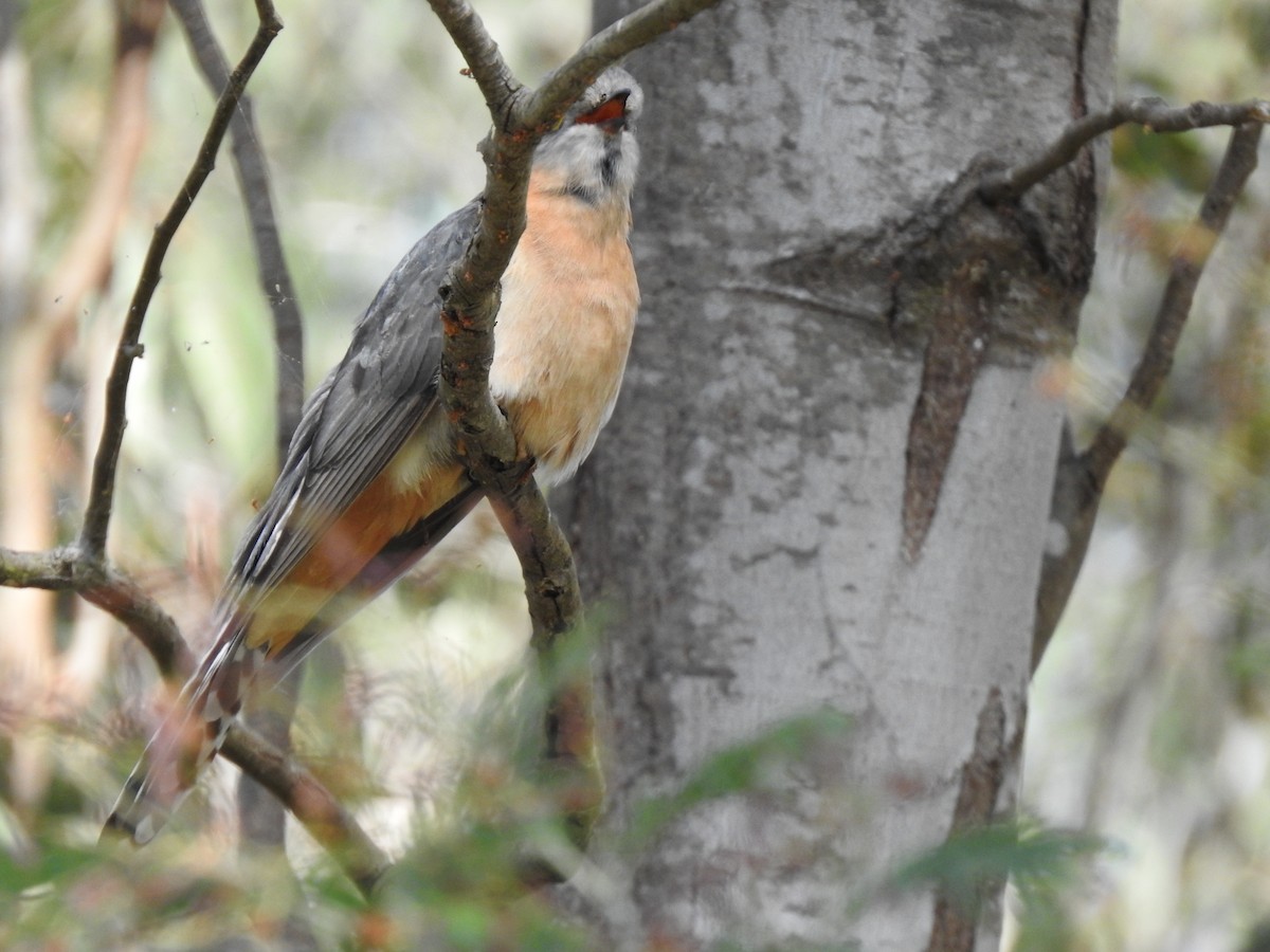 Fan-tailed Cuckoo - ML642901845