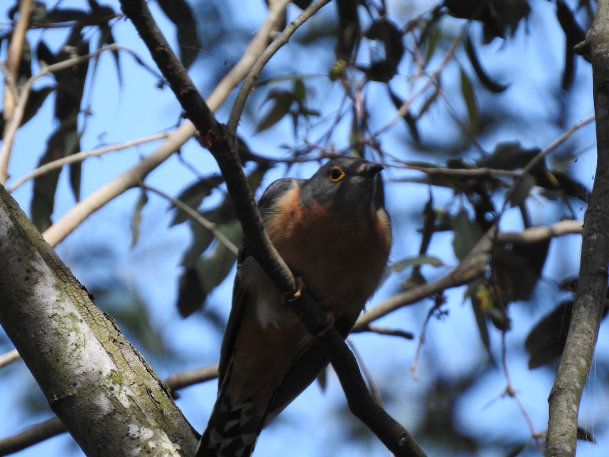 Fan-tailed Cuckoo - ML642901846