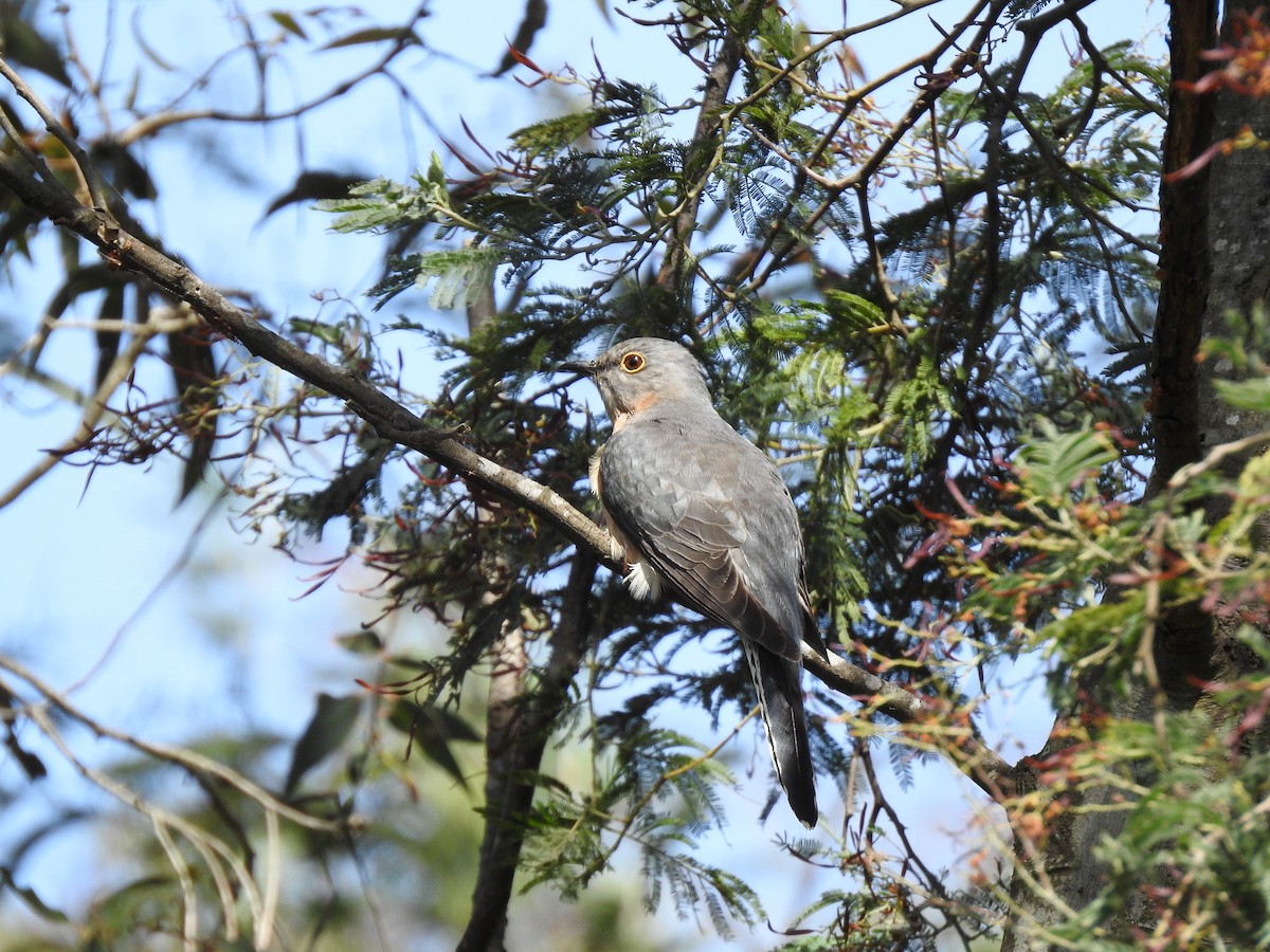 Fan-tailed Cuckoo - ML642901847