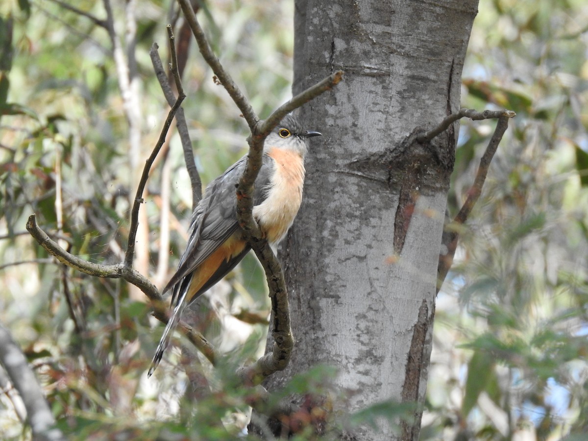Fan-tailed Cuckoo - ML642901848
