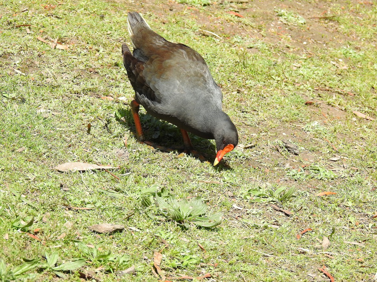 Dusky Moorhen - ML642901852