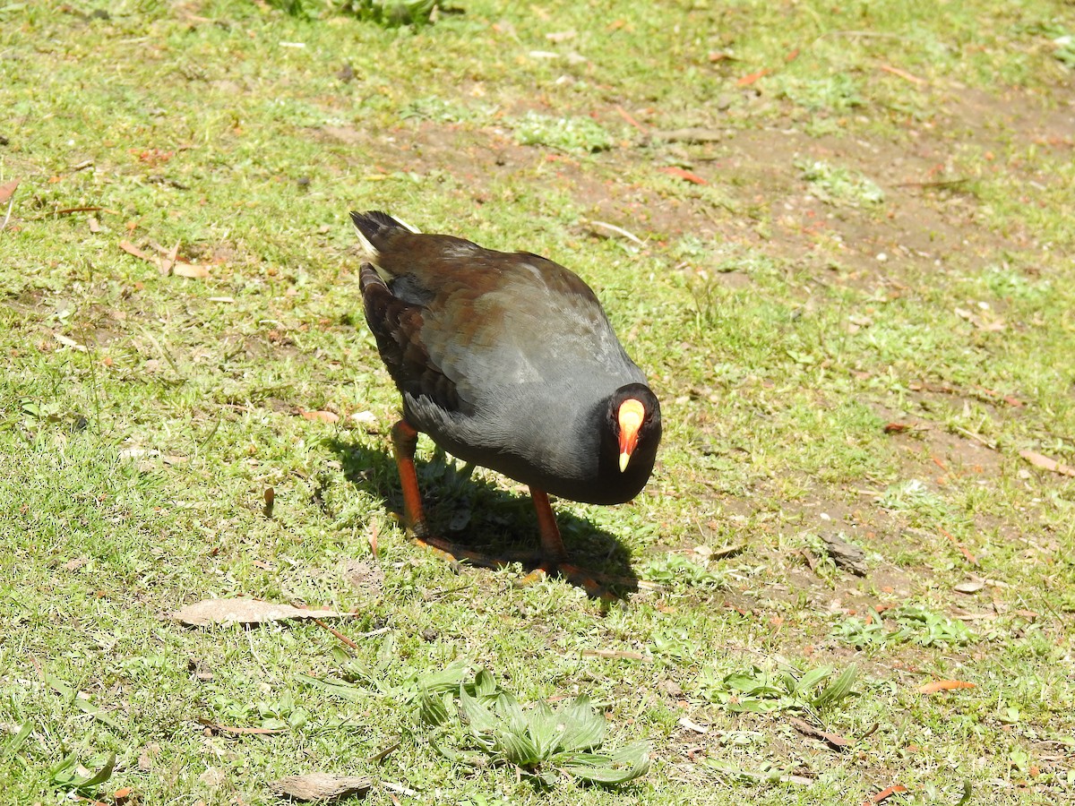 Dusky Moorhen - ML642901853
