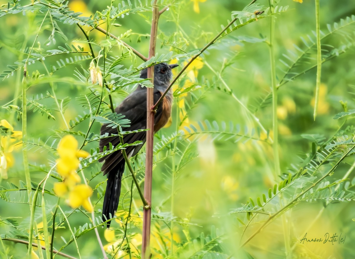 Plaintive Cuckoo - ML642901863