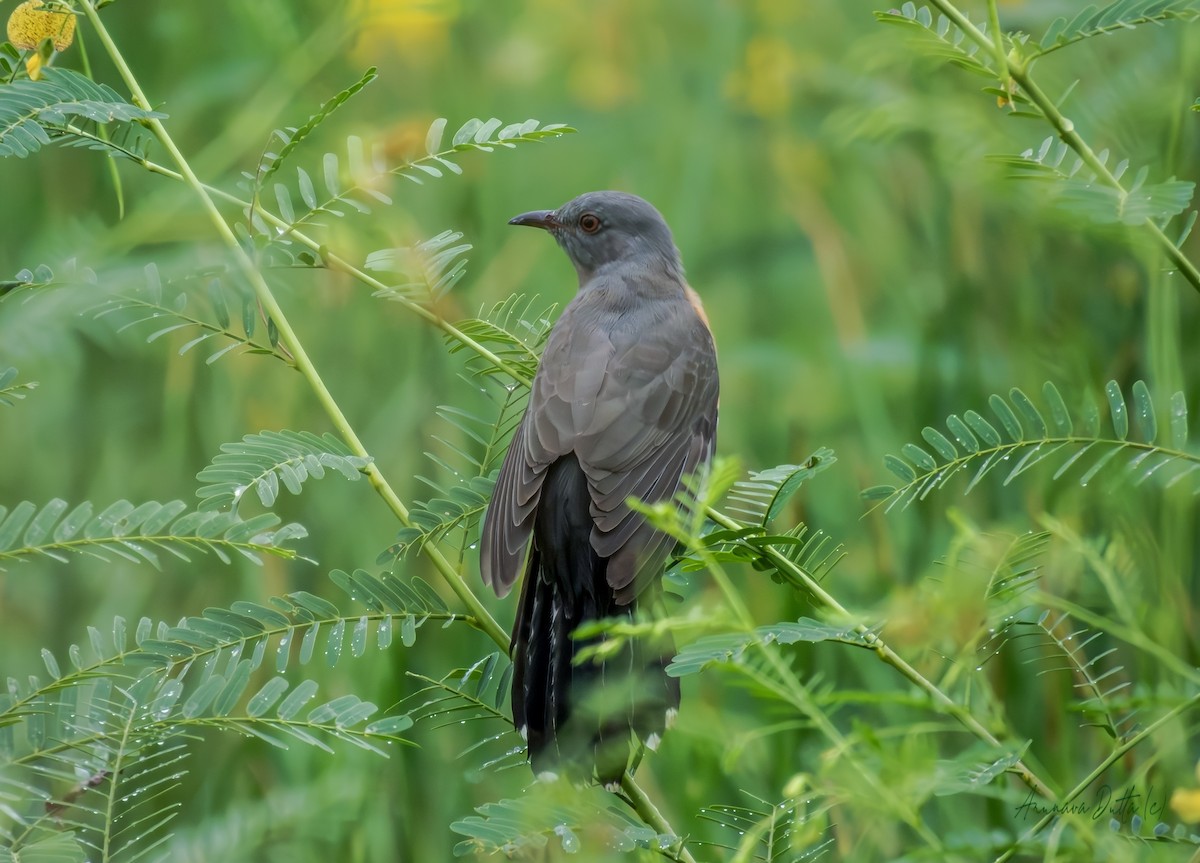 Plaintive Cuckoo - ML642901864