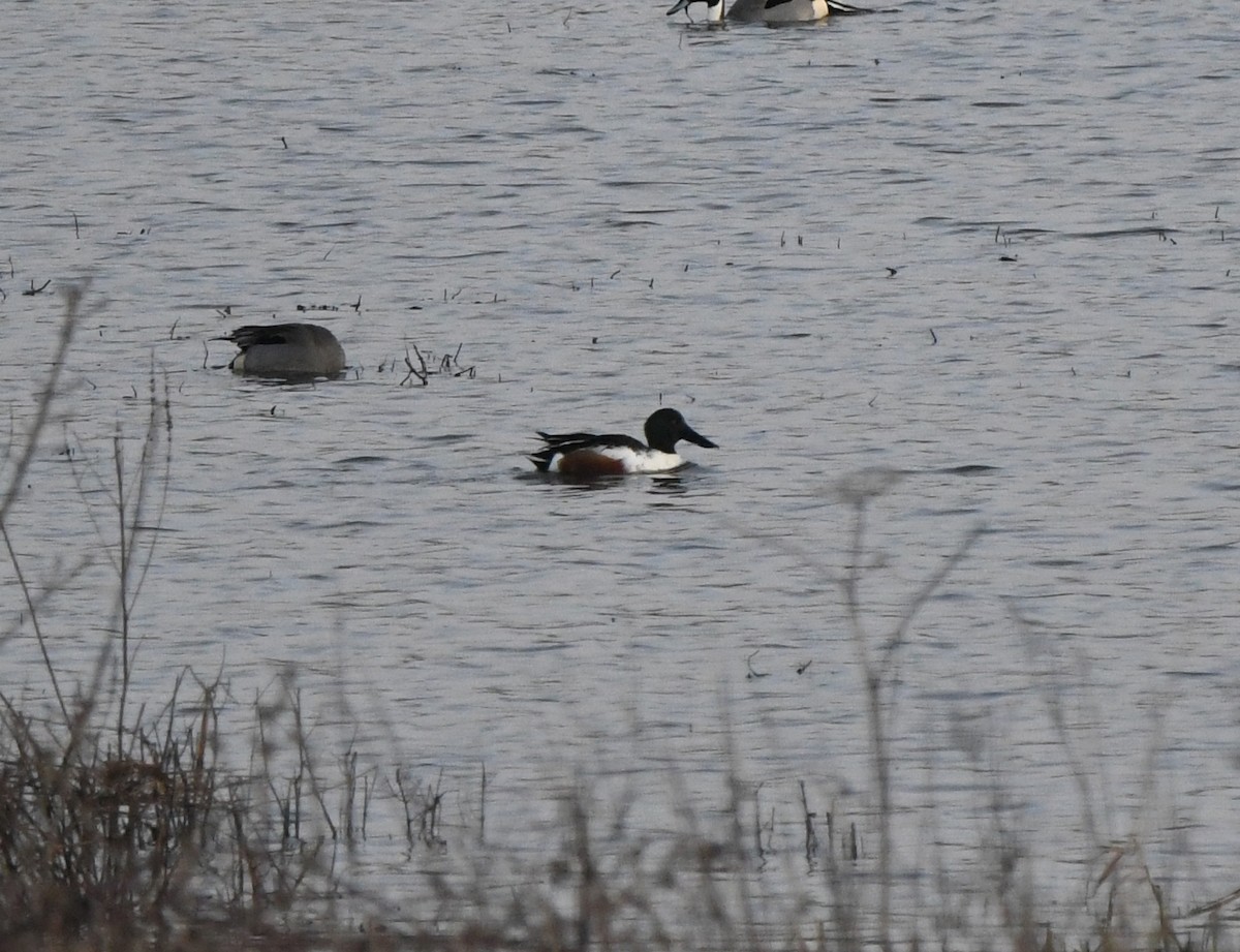 Northern Shoveler - ML642901868