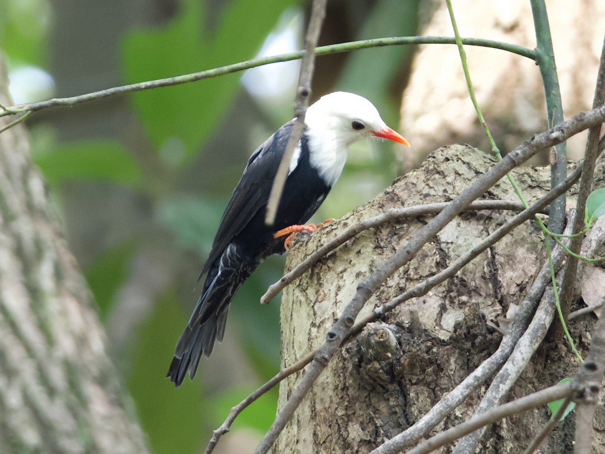 Black Bulbul - ML642901871