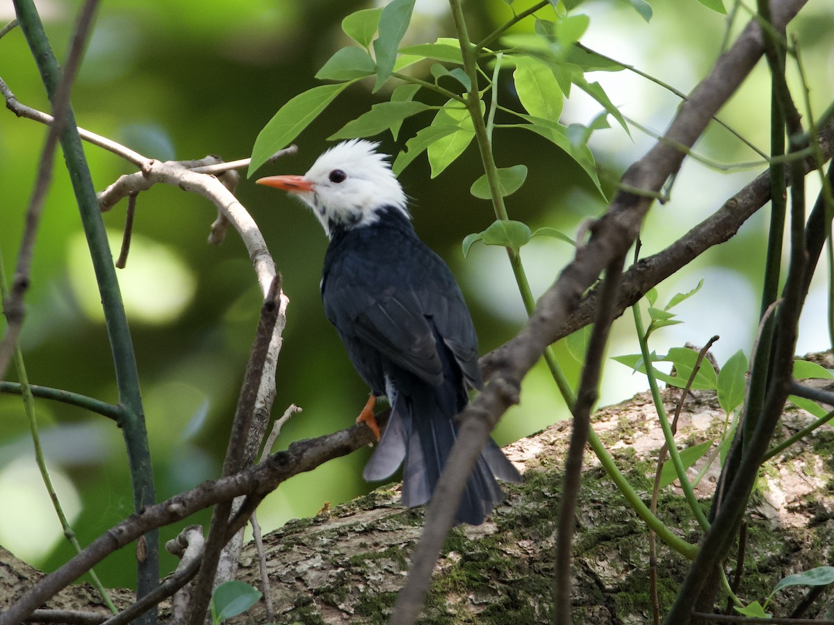 Black Bulbul - ML642901872