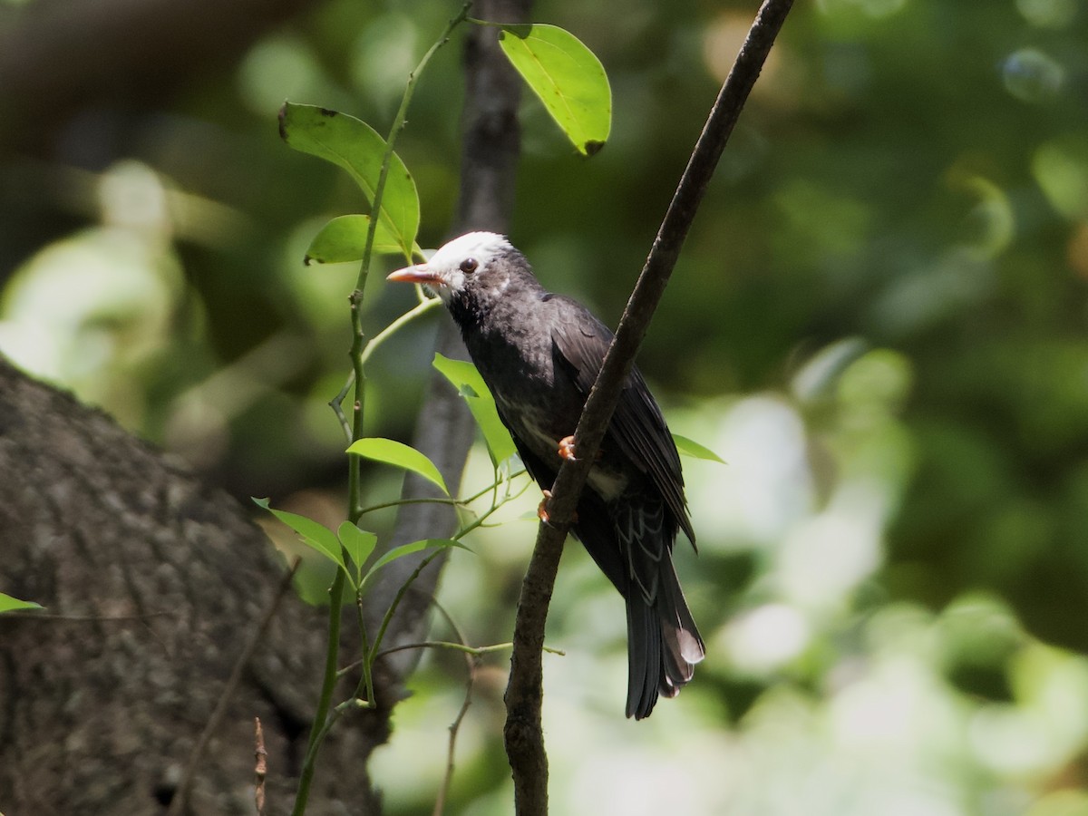 Black Bulbul - ML642901873