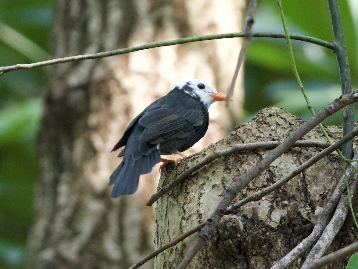 Black Bulbul - ML642901874