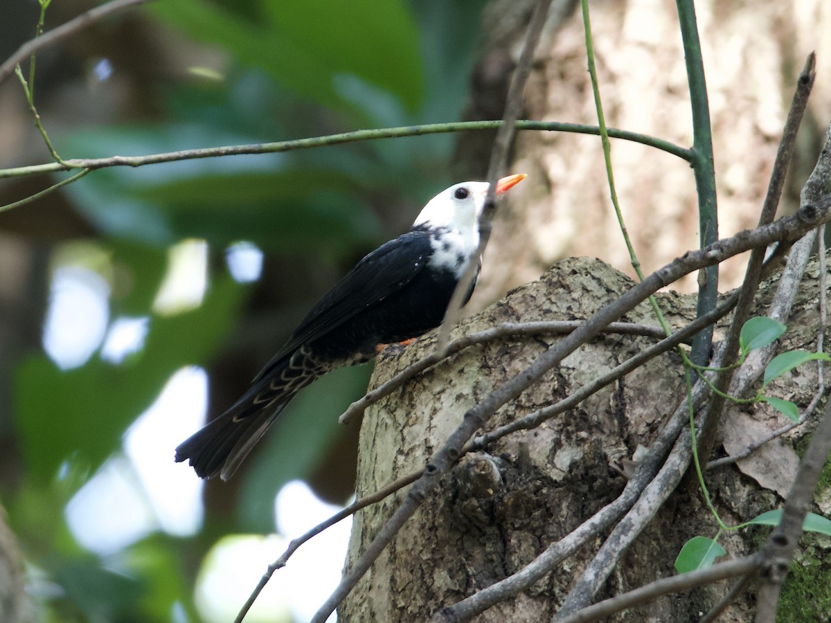 Black Bulbul - ML642901875