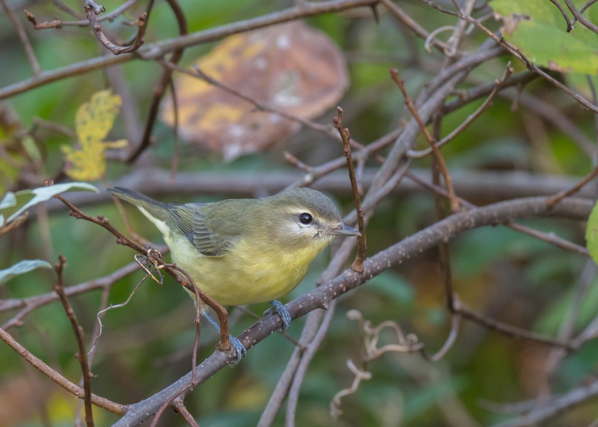 Philadelphia Vireo - ML642901877