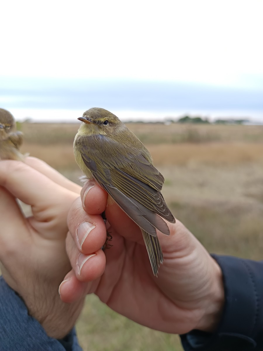 Willow Warbler - ML642901883