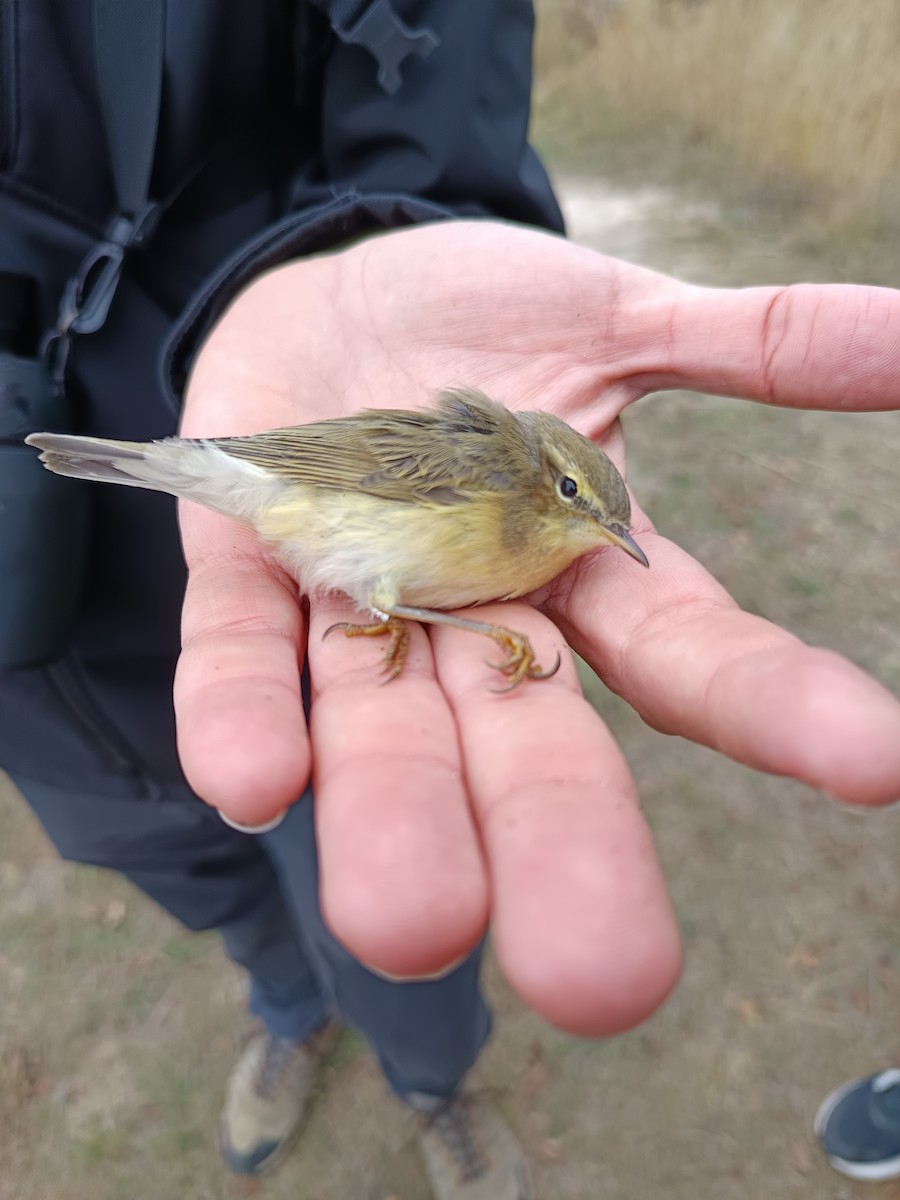 Willow Warbler - ML642901884
