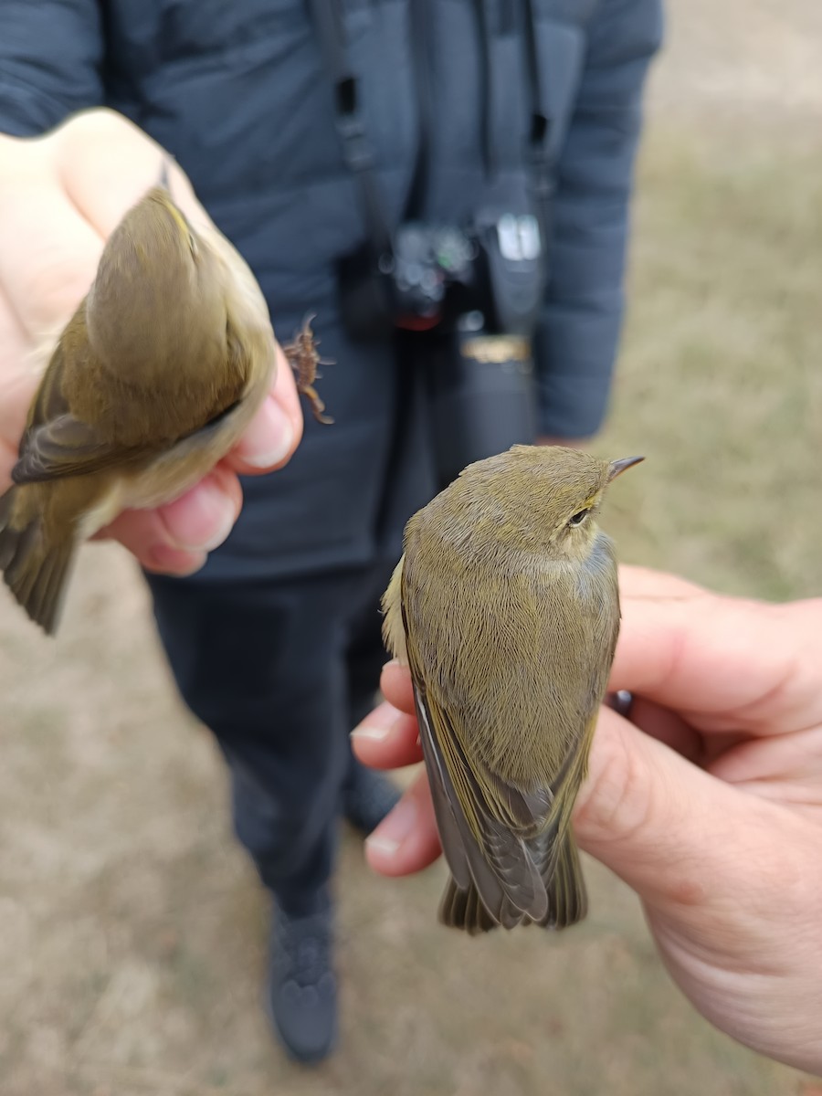 Willow Warbler - ML642901885