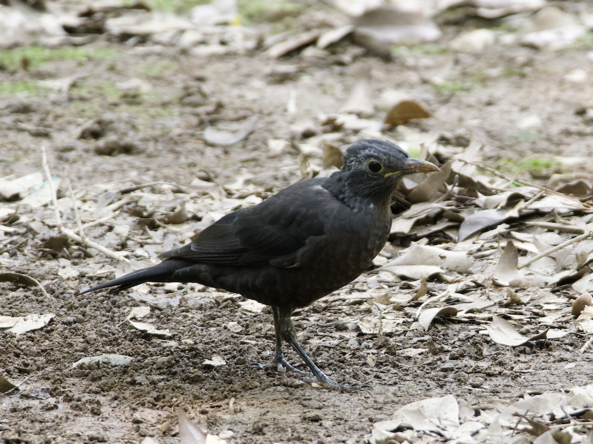 Chinese Blackbird - ML642901889