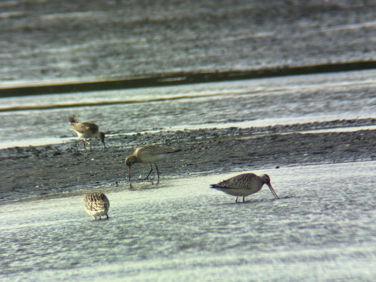 břehouš rudý - ML642901890