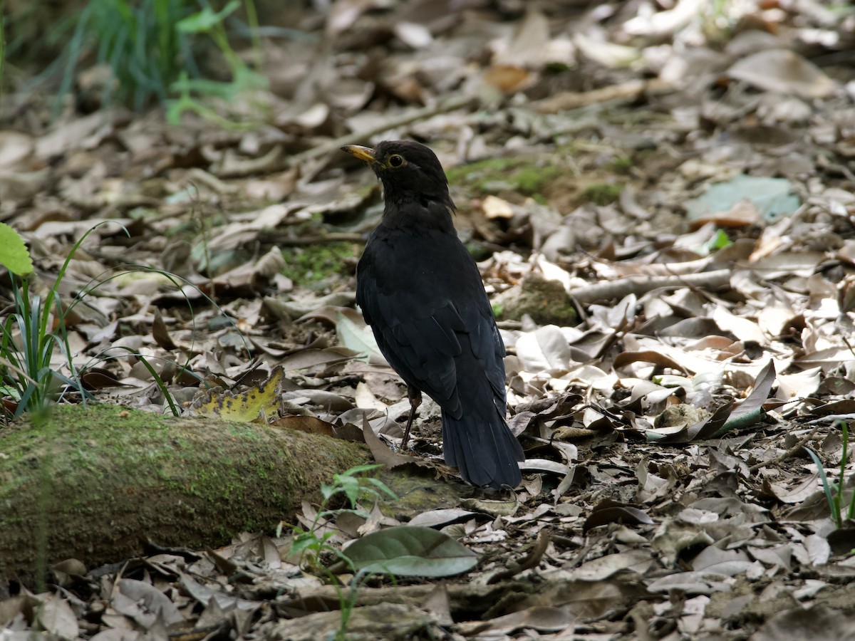 Chinese Blackbird - ML642901891