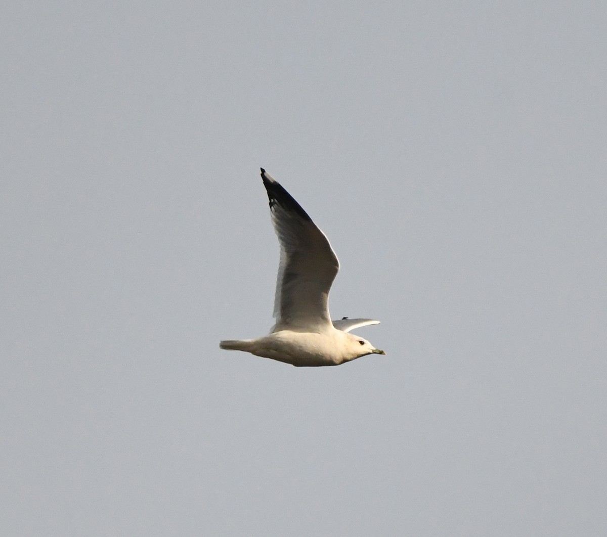 Common Gull (European) - ML642901913