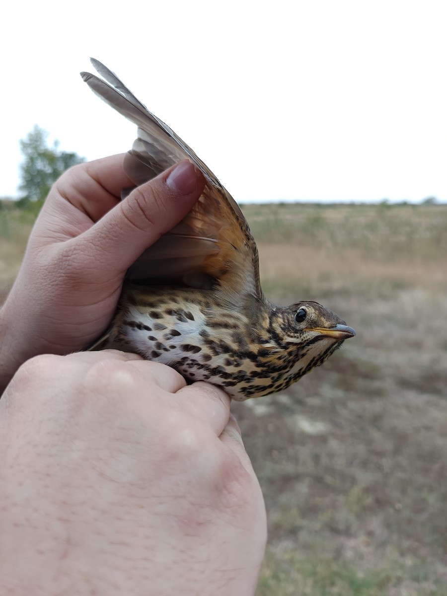 Song Thrush - ML642901914